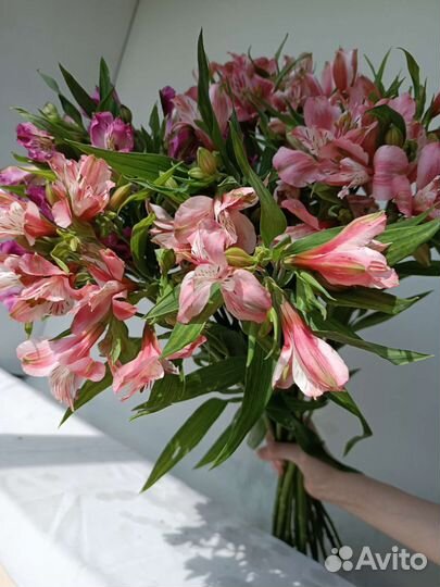 Букет Альстромерий. Цветы