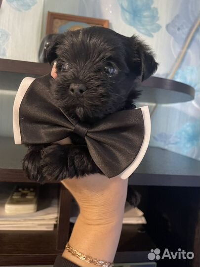 Йоркширский терьер