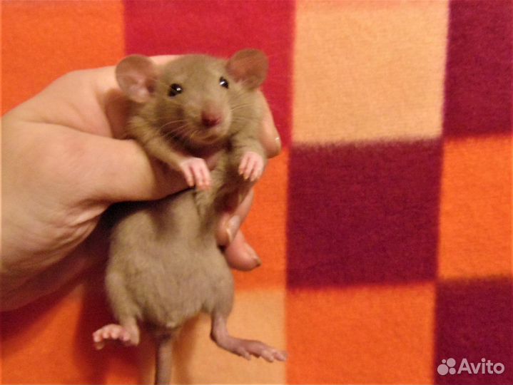 Крысы. крысята дамбо питомник спб, клетки, гамак