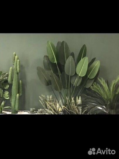 Декоративные цветы в горшках