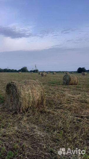 Сено люцерна