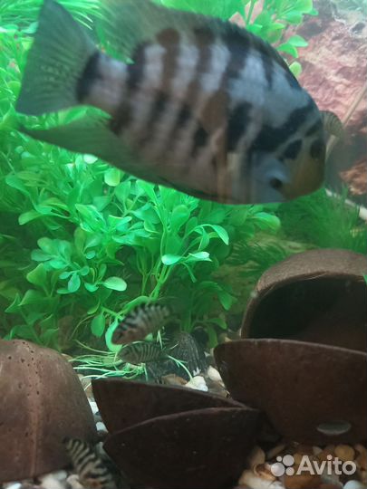Аквариумные рыбки отдам бесплатно