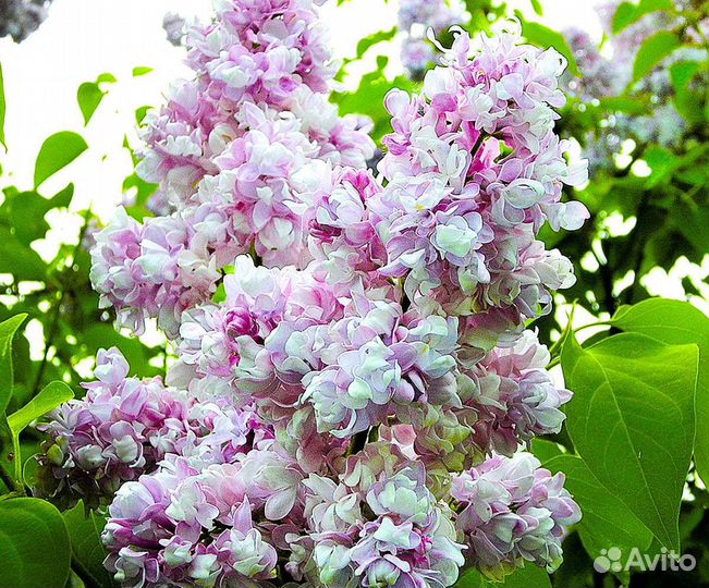 Сирень махровая