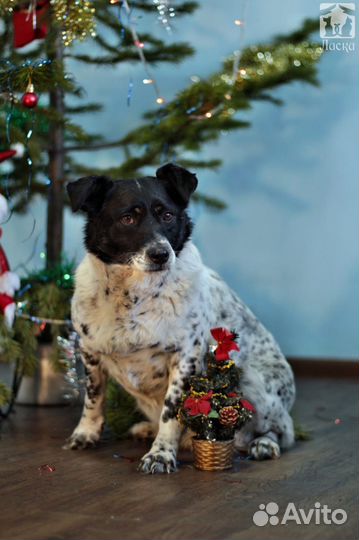 Собака Кукла