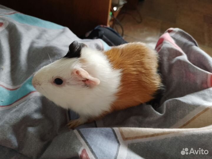 Морская свинка с клеткой