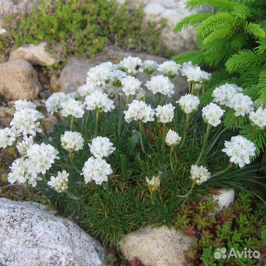Армерия почвопокровное растение
