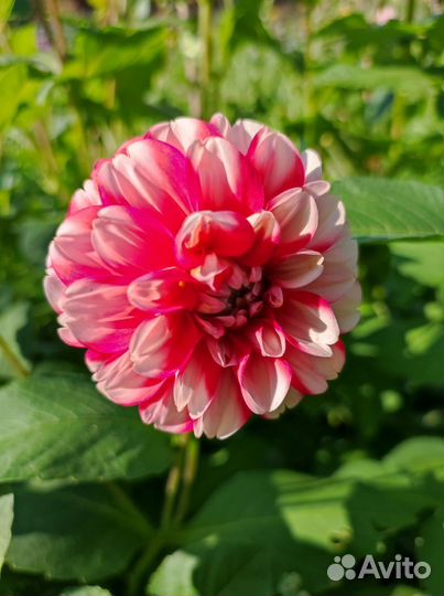 Георгины клубни