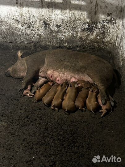 Поросята дюрок