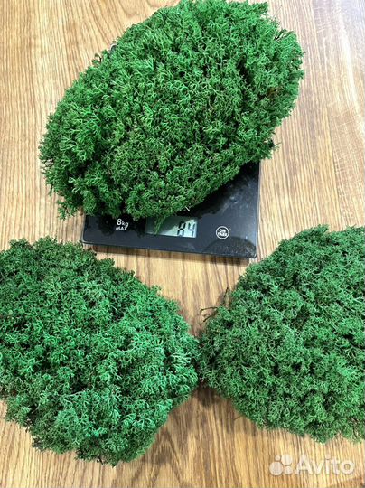 Стабилизированный мох в пакетах по 100г