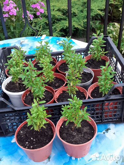 Гранат комнатный