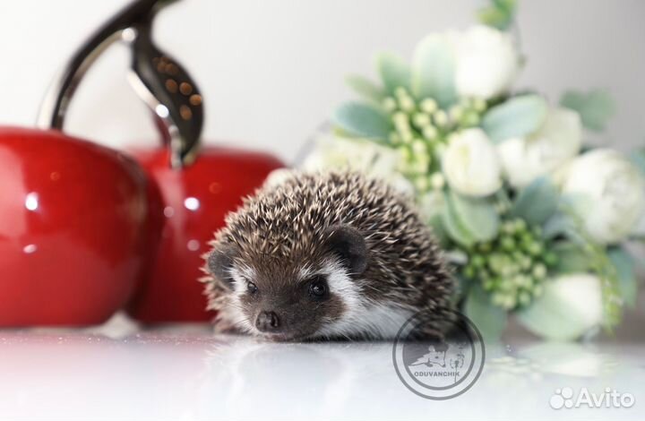 Ручные ежата.Ежи. Африканские карликовые ежи
