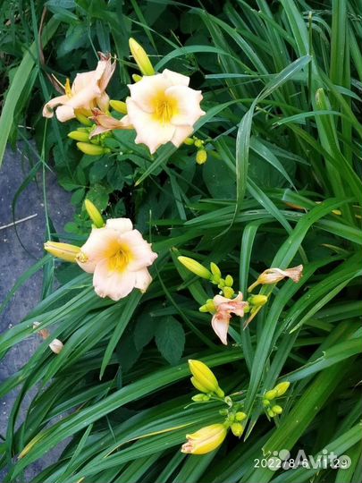 Садовые многолетники