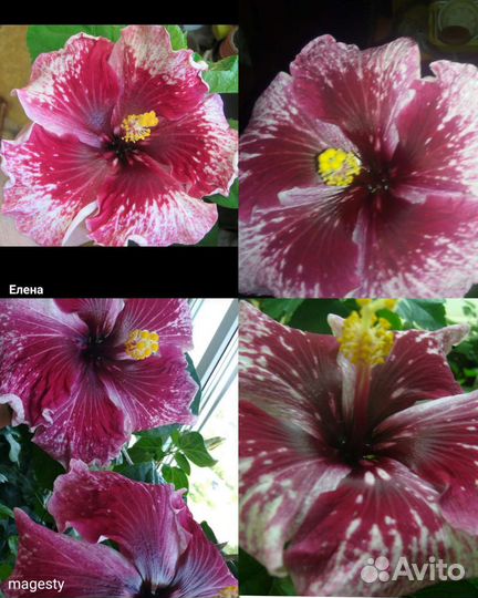 Сортовой гибискус,в коллекции 60 сортовых гиб