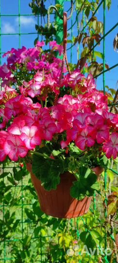 Герань пеларгония