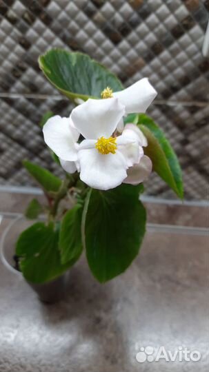 Гименокаллис, Бегония, Каланхоэ цветущий