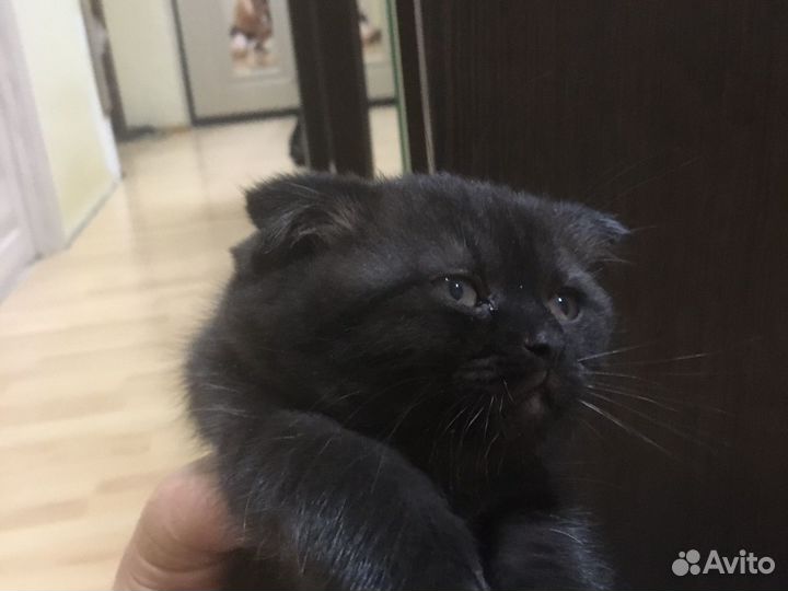 Кот шотландский, вислоухий