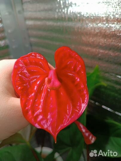 Антуриум Ред корал