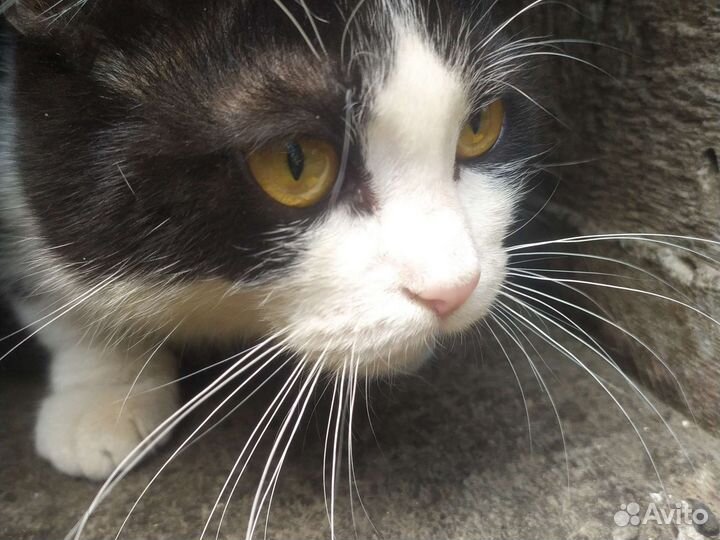 Отдадим 2 хороших котиков в добрые руки