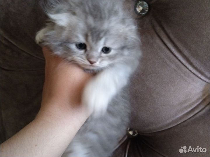 Котятки
