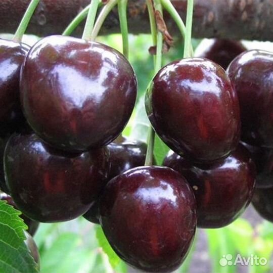 Саженцы вишня Шоколадница