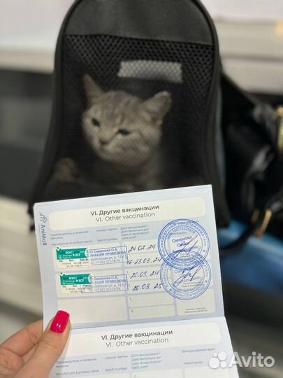 Ветеринарная помощь на дому