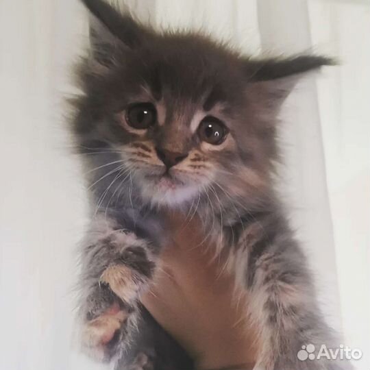 Котята мейн-кун