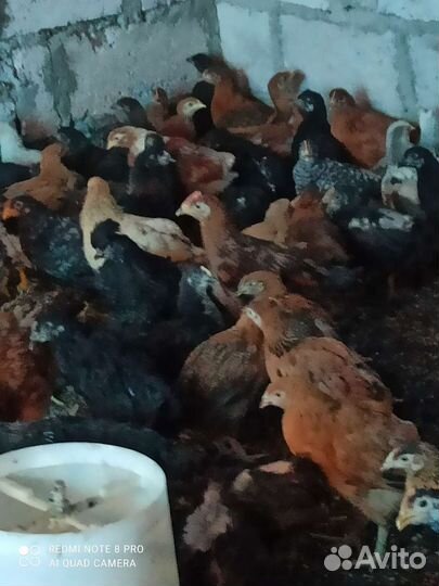 Цыплята подросшие