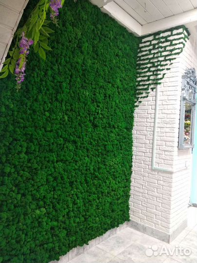 Мох, растения, декор. Озеленение интерьера