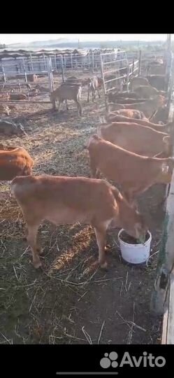 Телята бычки