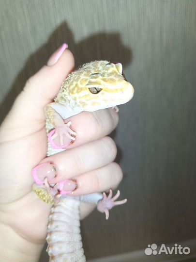 Ящерица эублефар