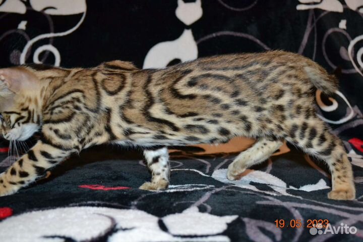 Бенгальский мальчик Ф2 от алк