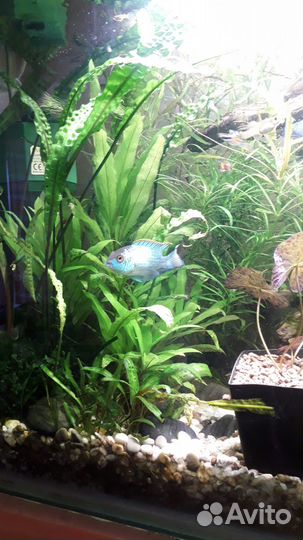 Наннакара блю