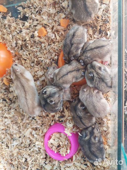 Джунгарские и сирийские хомячки