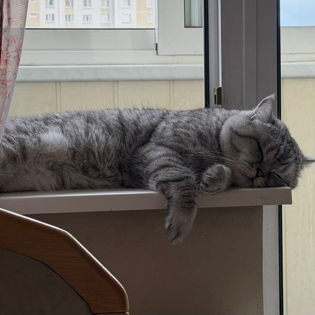 Шотландский прямоухий длинношёрстный кот, вязка