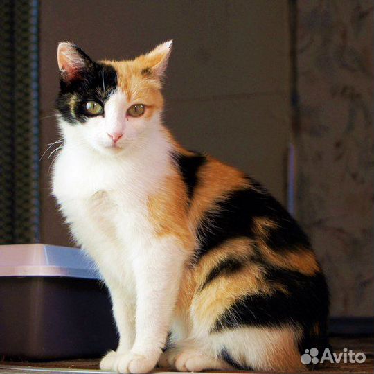 Безумно ласковая трехцветная девочка 7 мес. в дом