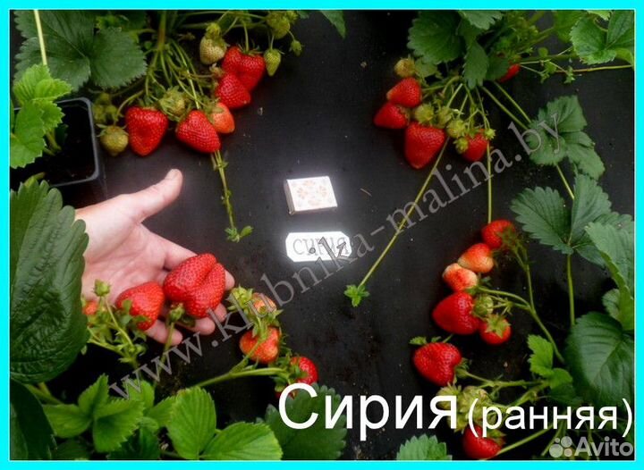 Саженцы клубники