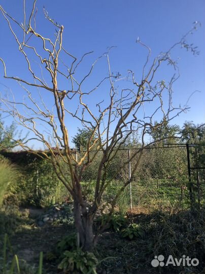 Ива кудрявая