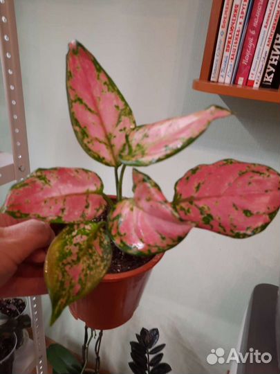 Аглаонемы:Мадонна,Король сиам