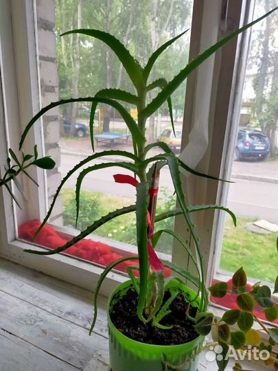 Комнатные растения