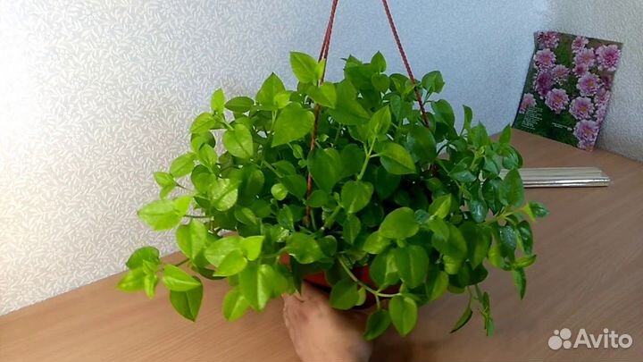 Аптения