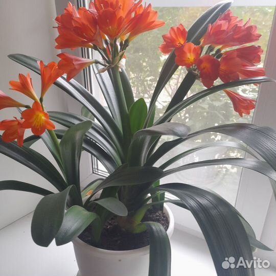 Кливия