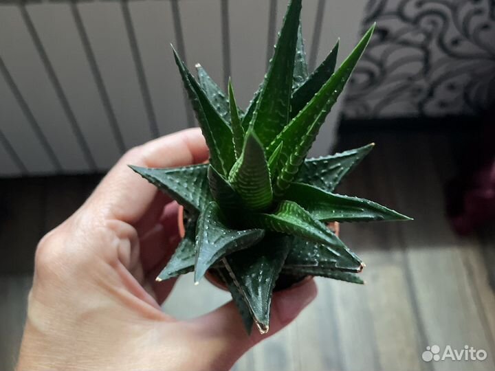 Кактусы и суккуленты