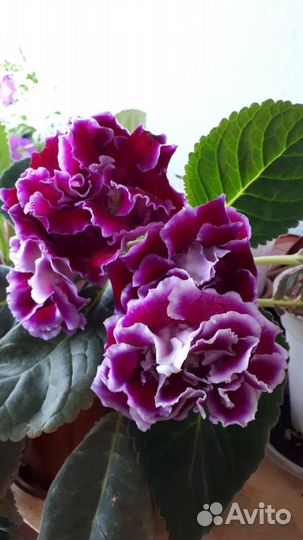 Глоксинии, тидеи