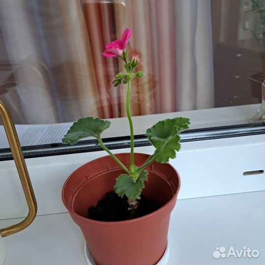 Комнатные цветы, растения герань