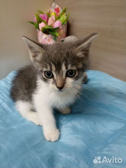 Котенок в добрые руки