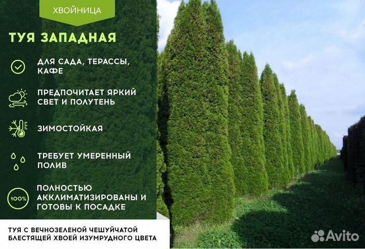 Туя Колумна