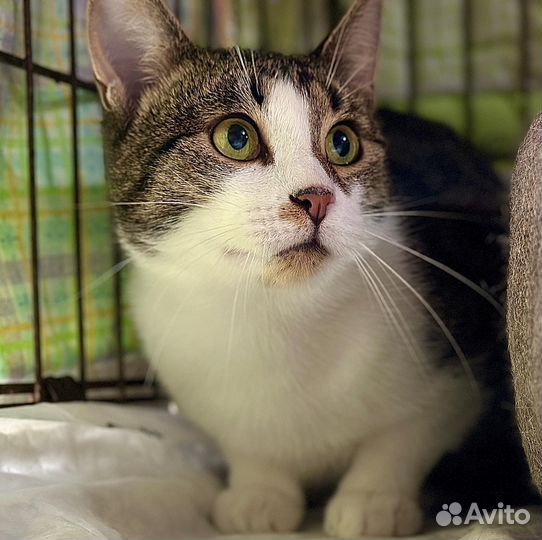 Кузька в поиске доброго человека