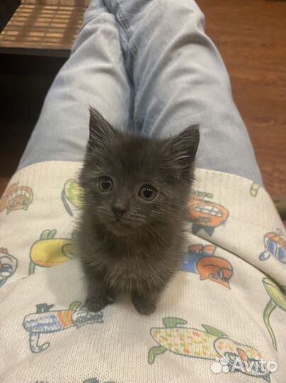 Котёнок девочка в добрые руки