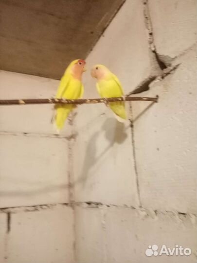 Попугаи неразлучники