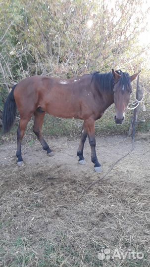Продажа лошадей